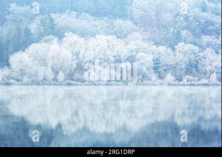 Arbres couverts de glace le long de la rive de la Moesel avec reflet dans l'eau, Allemagne. Banque D'Images