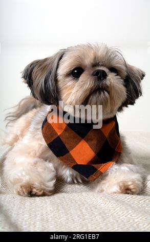 Photo d'un chien Shih Tzu pedigree allongé sur le canapé. Banque D'Images