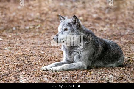 Loup de la vallée du Mackenzie, Canis lupus occidentalis, dans un déluge forestier. Il s'agit d'une sous-espèce du loup gris et de la plus grande espèce de loup du wor Banque D'Images