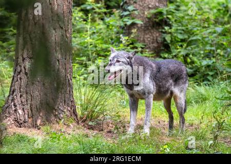 Loup de la vallée du Mackenzie, Canis lupus occidentalis, dans un déluge forestier. Il s'agit d'une sous-espèce du loup gris et de la plus grande espèce de loup du wor Banque D'Images