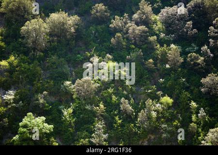 Forêt dans Mascun Ravine dans les montagnes de Guara. Banque D'Images