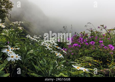 Fleurs blanches et violettes dans la forêt Banque D'Images