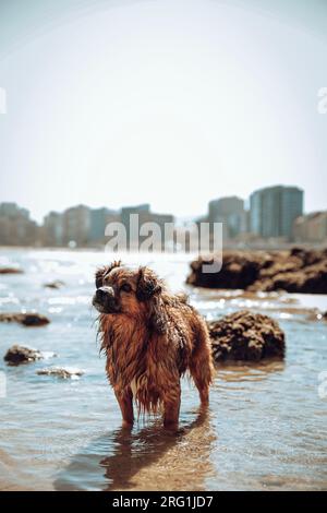 Chien se baignant dans une plage adaptée aux chiens Banque D'Images