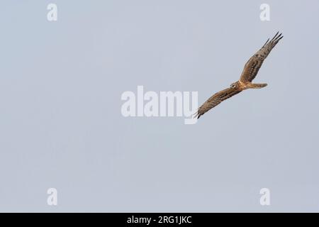 Montague's Harrier - Wiesenweihe - Circus pygargus, la Turquie, les femmes adultes Banque D'Images