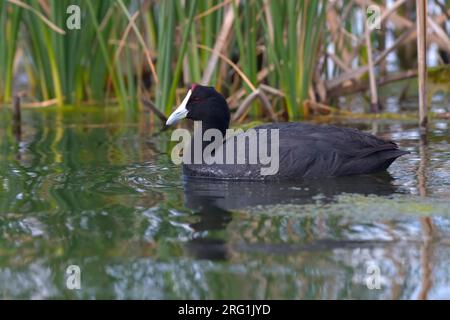 Red-Kammblässhuhn - Foulque bulbés - Fulica cristata, Espagne, des profils Banque D'Images