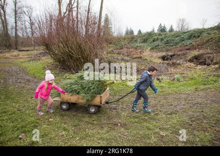 Frère et sœur travaillent ensemble, tirant le wagon, arbre de Noël Banque D'Images