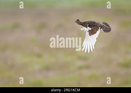 Le Lagopède alpin - Lagopus muta Alpenschneehuhn - ssp. islandorum, Islande, femelle adulte en vol Banque D'Images