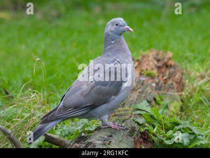 Pigeon ramier - Columba palumbus Ringeltaube - ssp. palumbus, l'Allemagne, l'adulte en mue lourd Banque D'Images