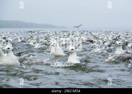 Rassemblement des Fulmars boréaux - Eissturmvogel - (Fulmarus glacialis) ssp. audubonii, Islande, adultes Banque D'Images