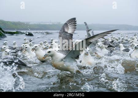 Rassemblement des Fulmars boréaux - Eissturmvogel - (Fulmarus glacialis) ssp. audubonii, Islande, adultes Banque D'Images