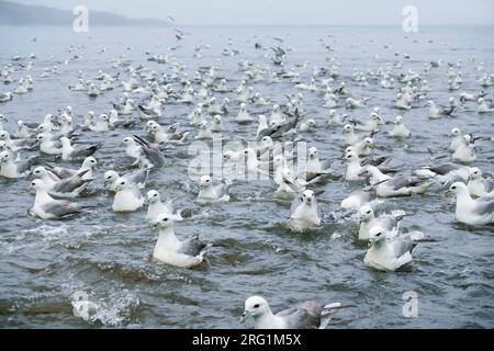 Rassemblement des Fulmars boréaux - Eissturmvogel - (Fulmarus glacialis) ssp. audubonii, Islande, adultes Banque D'Images