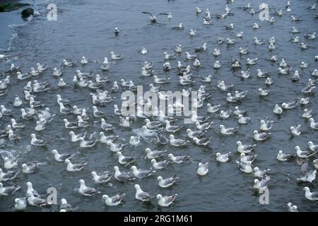 Rassemblement des Fulmars boréaux - Eissturmvogel - (Fulmarus glacialis) ssp. audubonii, Islande, adultes Banque D'Images