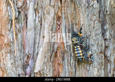 Décès-head Hawk Moth - Totenkopfschwärmer - Acherontia atropos, Allemagne, imago Banque D'Images