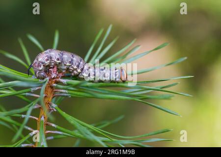 Pinastr Hawk-Moth Pin, Sphinx, Kiefernschwärmer, Allemagne, les larves Banque D'Images