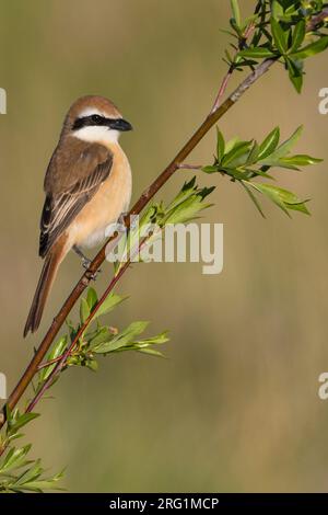 Pie-grièche brune Lanius cristatus, ssp. cristatus, la Russie, l'homme adulte Banque D'Images