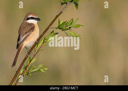 Pie-grièche brune Lanius cristatus, ssp. cristatus, la Russie, l'homme adulte Banque D'Images