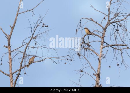 Pie-grièche brune Lanius cristatus, ssp. cristatus, la Russie, l'homme adulte avec fourmilier Banque D'Images