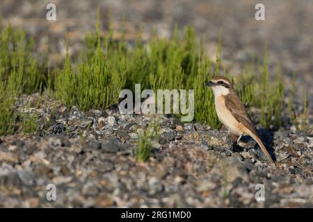 Pie-grièche brune Lanius cristatus, ssp. cristatus, la Russie, l'homme adulte Banque D'Images