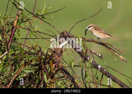 Pie-grièche brune Lanius cristatus, ssp. cristatus, la Russie, l'adulte de sexe féminin Banque D'Images