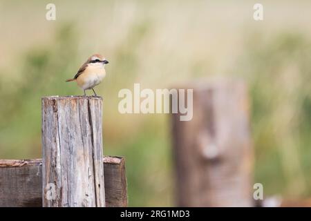 Pie-grièche brune Lanius cristatus, ssp. cristatus, la Russie, l'homme adulte Banque D'Images