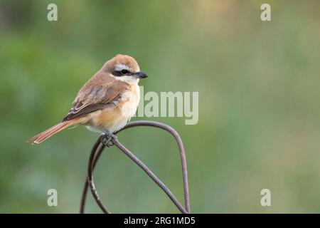 Pie-grièche brune Lanius cristatus, ssp. cristatus, la Russie, l'homme adulte Banque D'Images