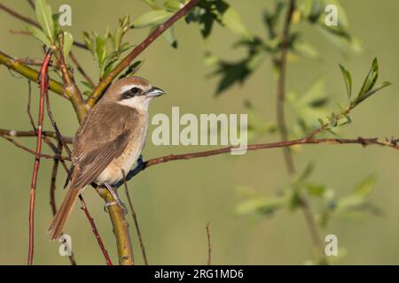 Pie-grièche brune Lanius cristatus, ssp. cristatus, la Russie, l'adulte de sexe féminin Banque D'Images