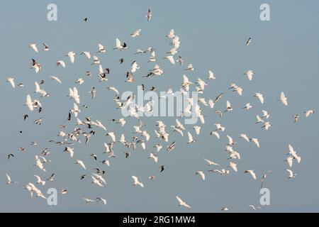 Grand troupeau de des aigrettes Garzettes (Egretta garzetta garzetta ssp.), en France, avec les mouettes à tête noire, à bec et à ailes noires des pilotis. Banque D'Images