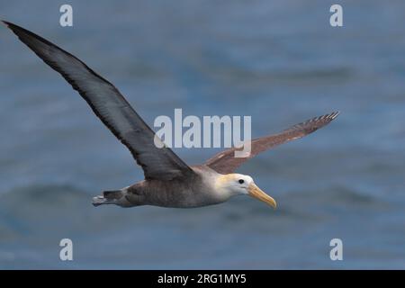 Albatros ondulé (Phoebastria irrorata), vue latérale - en vol en mer près des îles Galapagos, Équateur novembre 2017 Banque D'Images