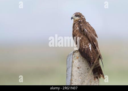 (Est de l'Hybride) Milan noir (Milvus migrans migrans lineatus x), le Kazakhstan, 2e cy Banque D'Images