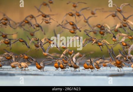 Bande de Bécasseaux maubèches (Calidris canutus), l'Allemagne, les oiseaux adultes en plumage d'été, décoller de la zone de repos. Banque D'Images