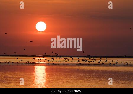 Coucher de soleil sur la mer des Wadden, Nordstrand, Allemagne. Avec beaucoup d'oiseaux dans l'avant de décoller. Banque D'Images