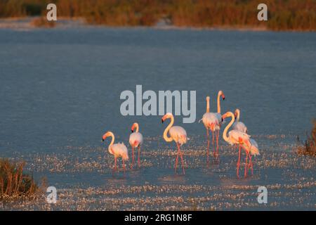 Petit groupe de Flamant rose (Phoenicopterus roseus) dans les marais côtiers en Espagne. Banque D'Images