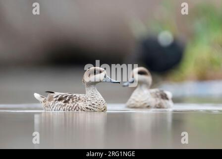 Paire de sarcelles marbrées (Marmaronetta angustirostris) hivernant dans une zone humide, dans le sud de l'Espagne. Piscine sur un lac dans une réserve naturelle locale avec foulque i Banque D'Images