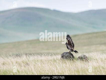 Deuxième année plus grand aigle tacheté (Aquila clanga) dans les steppes de la Russie autour du lac Baikal. Atterrissage sur un rocher avec les deux ailes relevées. Banque D'Images