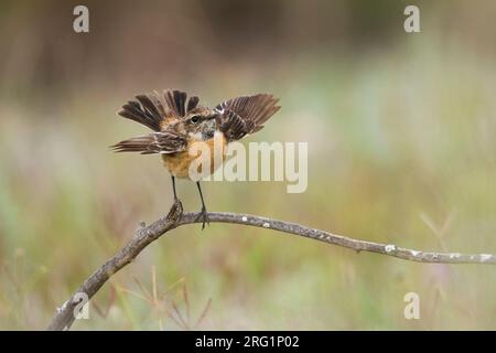 Femme adulte européenne Stonechat (Saxicola torqatus rubicola) perchée sur une branche horizontale au Maroc. Ses ailes s'envolées. Banque D'Images