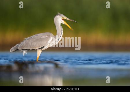 Héron gris (Ardea cinerea) appelant et perché dans l'eau Banque D'Images