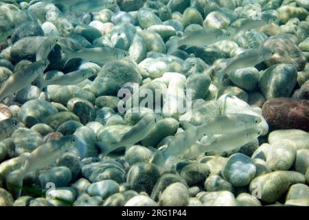 Plan sous-marin de poissons, île de Tilos, Grèce. Banque D'Images