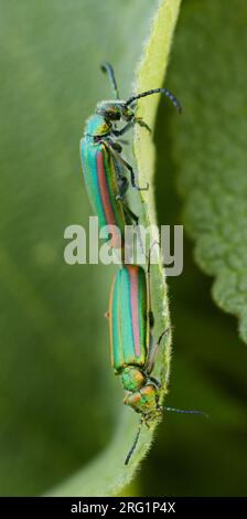 Mouche espagnole (Lytta vesicatoria togata) reposant sur une feuille verte au Kirghizistan. La source de la cantharidine terpénoïde, un agent de cloquage toxique une fois u Banque D'Images