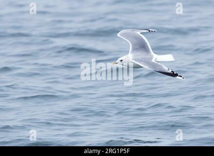 Mouette commune adulte (Larus canus canus) survolant la mer du Nord au large de l'Allemagne. Banque D'Images