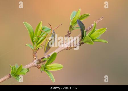 Piezodorus lituratus - Gorse Shield bug - Ginster-Baumwanze, Allemagne (Bade-Württemberg), imago Banque D'Images