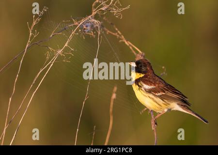 Mâle adulte à bretelles jaunes (Emberiza aureola aureola) dans le Baïkal en Russie. Banque D'Images