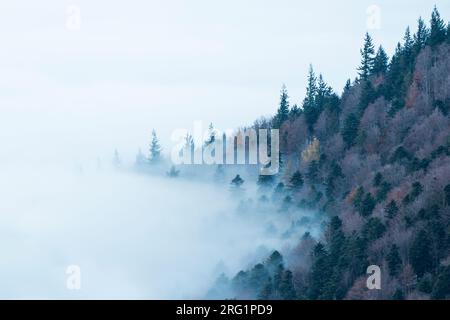 Coucher de soleil dans la Forêt Noire (Kandel), Bade-Württemberg, Allemagne. Nuage suspendu bas contre une colline couverte de forêt de pins. Banque D'Images