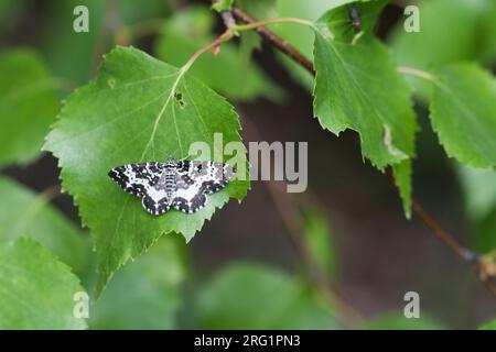 Rheumaptera hastata - argent et sable - Großer Speerswiker, Russie (Baïkal), imago Banque D'Images