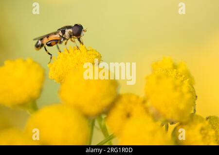 Syritta pipiens - hoverfly à pattes épaisses - Kleine Mistbiene, Roumanie, imago Banque D'Images