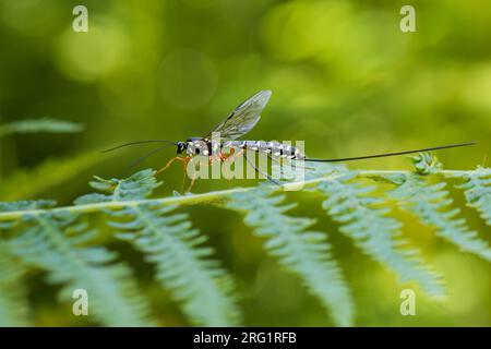 Rhyssa persuasoria - Giant ichneumon - Riesenholzwespen-Schlupfwespe, Allemagne (Bade-Württemberg), imago Banque D'Images