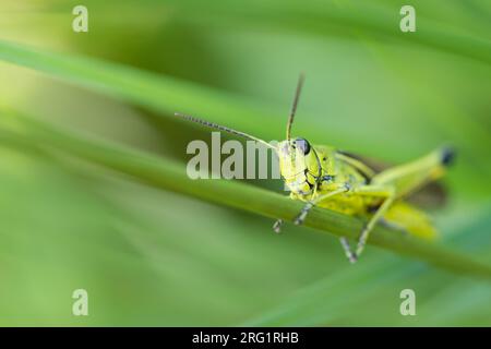 Stethophyma grossum - Grande sauterelle des marais - Sumpfschrecke, Roumanie, imago Banque D'Images