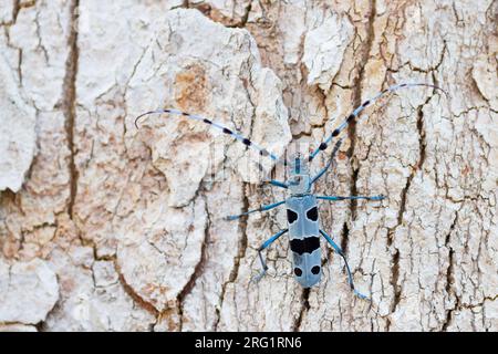 Rosalia alpina - Alpine longhorn Beetle - Alpenbock, Allemagne (Bavière), imago Banque D'Images