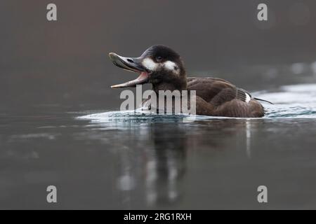 Première femelle d’hiver en velours (Melanitta fusca), Suisse (Schaffhausen). Swimmig dans un lac intérieur. Banque D'Images