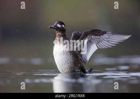 Première femelle d’hiver en velours (Melanitta fusca), Suisse (Schaffhausen). Swimmig dans un lac intérieur. Banque D'Images