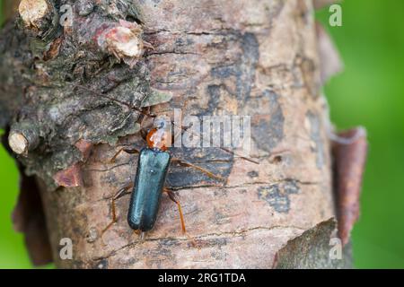 Phymatodes testaceus - Tanbark Borer - Veränderlicher Scheibenbock, Allemagne (Bade-Württemberg), imago, morph pâle Banque D'Images